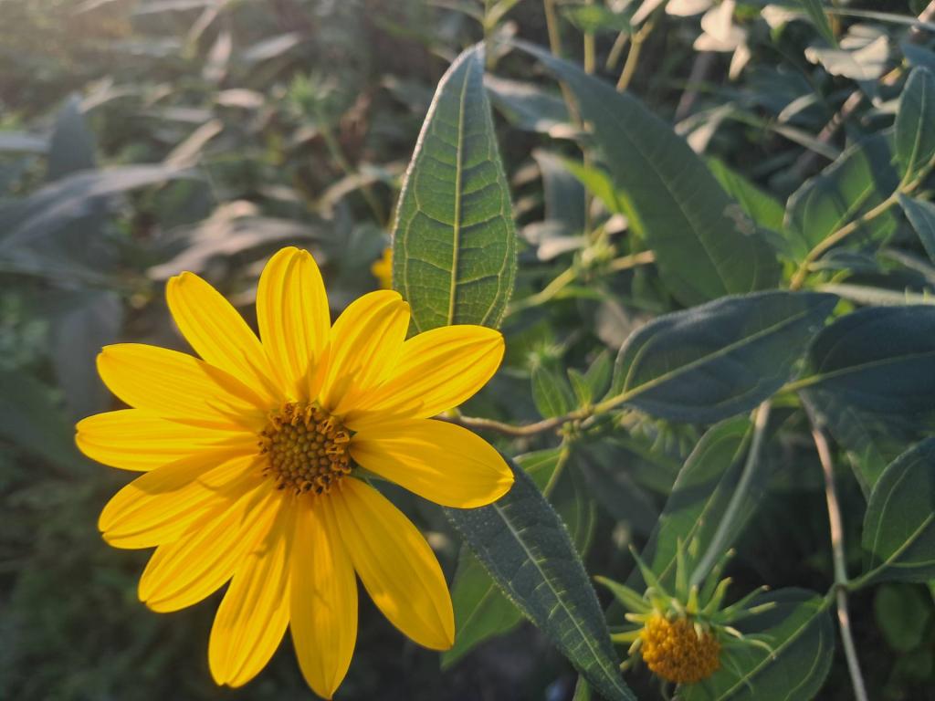 Photo: Sun choke Photo: Sun choke