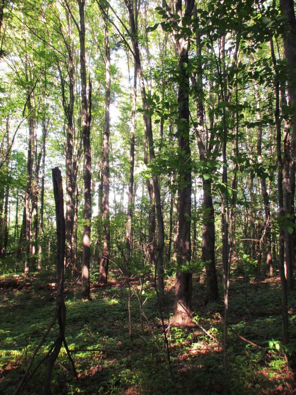 Photo: Fairly Open Woods Photo: Fairly Open Woods