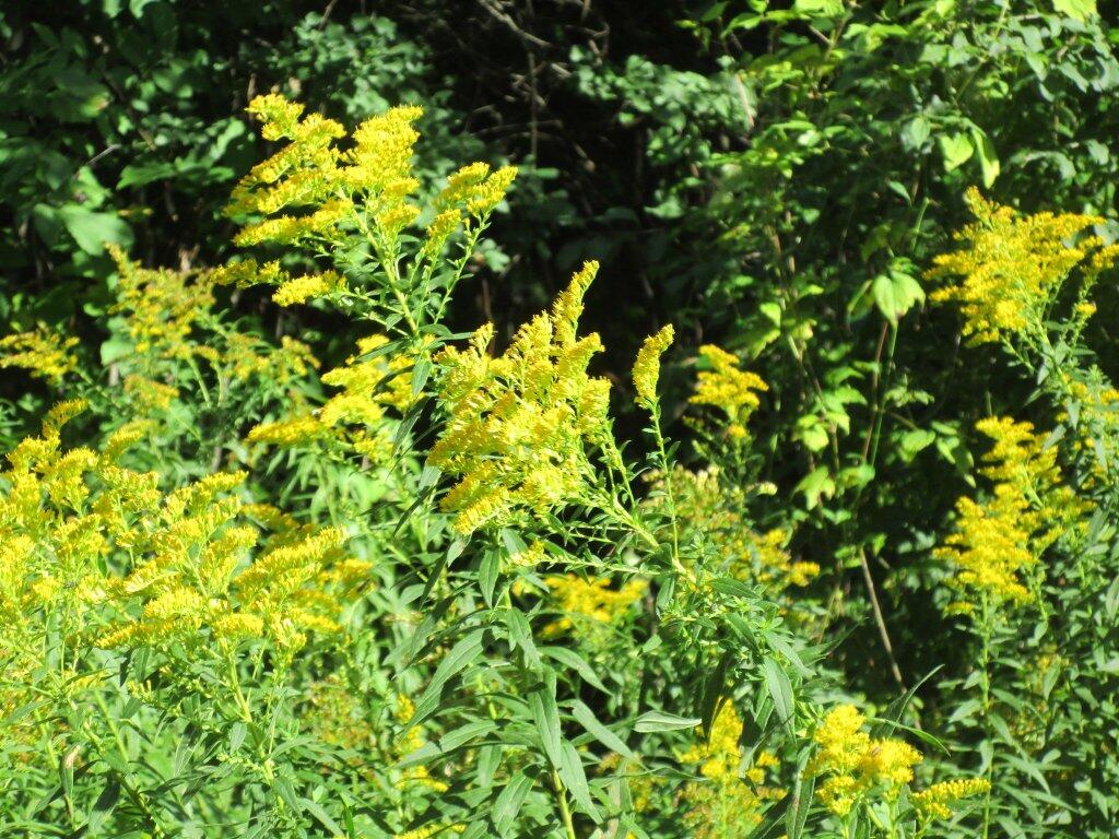 Photo: Goldenrod Photo: Goldenrod