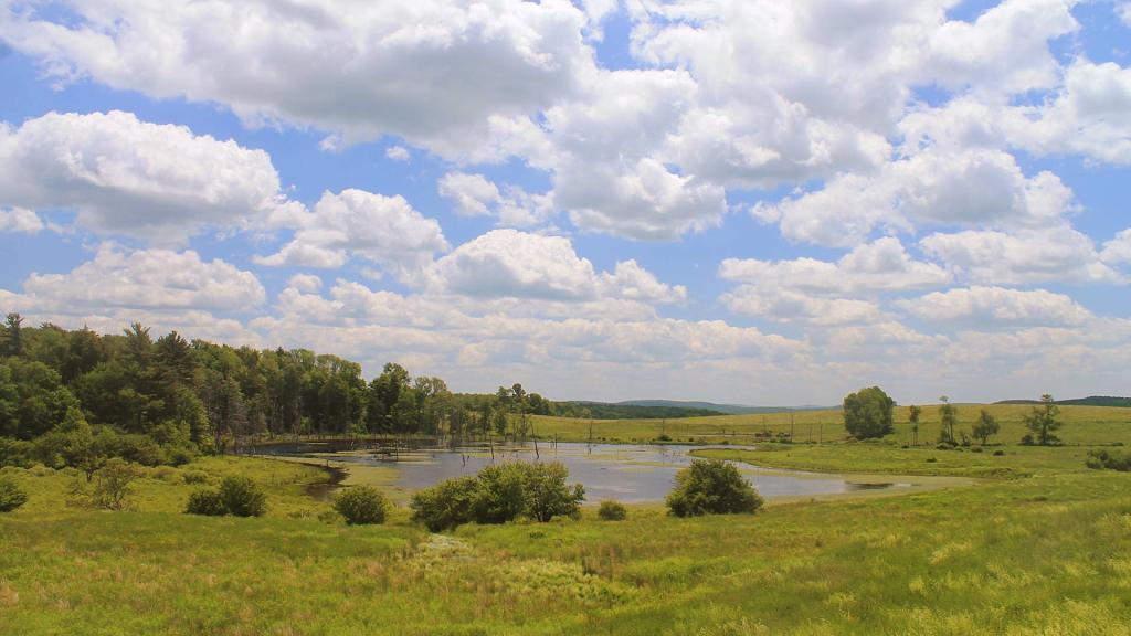 Photo: Swamp at Hunts Pond State Forest Photo: Swamp at Hunts Pond State Forest