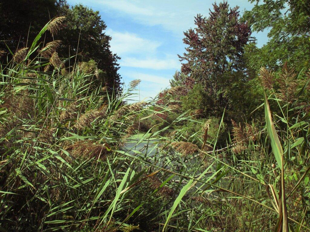 Photo: Mud Creek