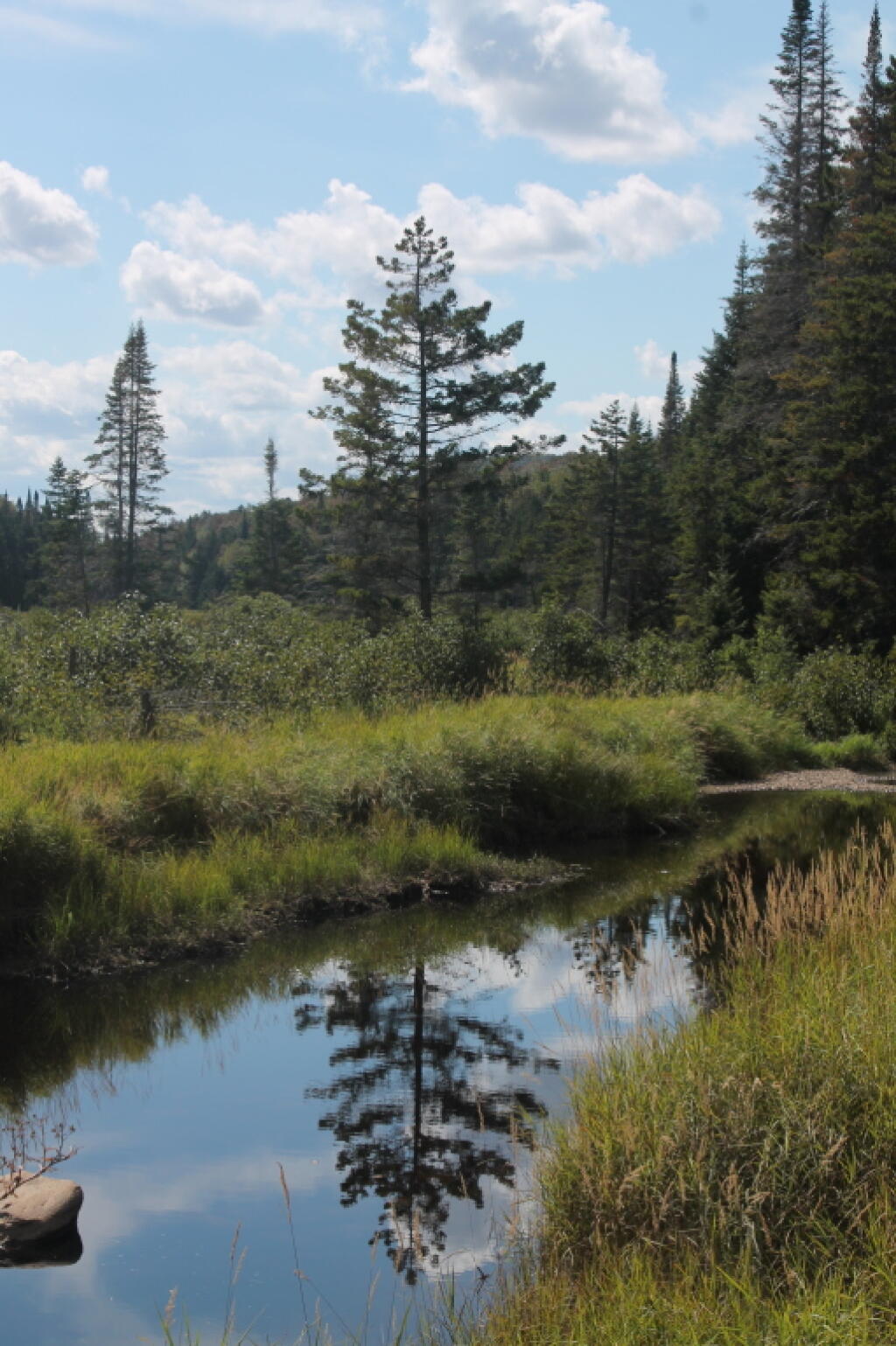 Photo: Reflection in Creek Photo: Reflection in Creek