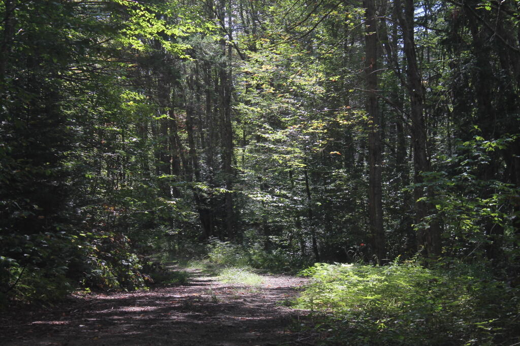 Photo: Magical Woods Along Indian Lake Road Photo: Magical Woods Along Indian Lake Road
