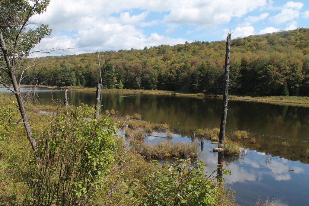 Photo: Muskrat Pond Photo: Muskrat Pond
