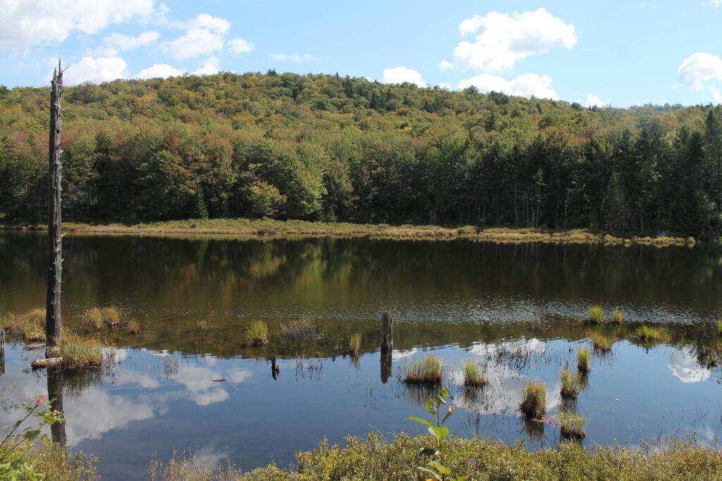 Photo: Muskrat Pond Photo: Muskrat Pond