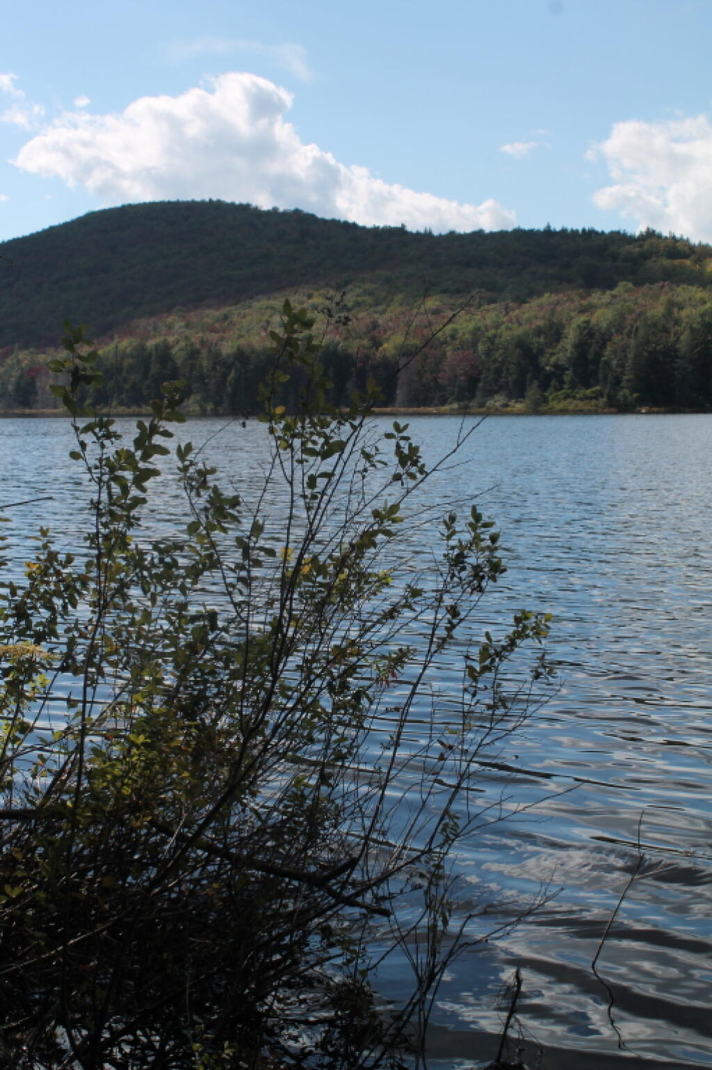 Photo: Brush Along Indian Lake Photo: Brush Along Indian Lake