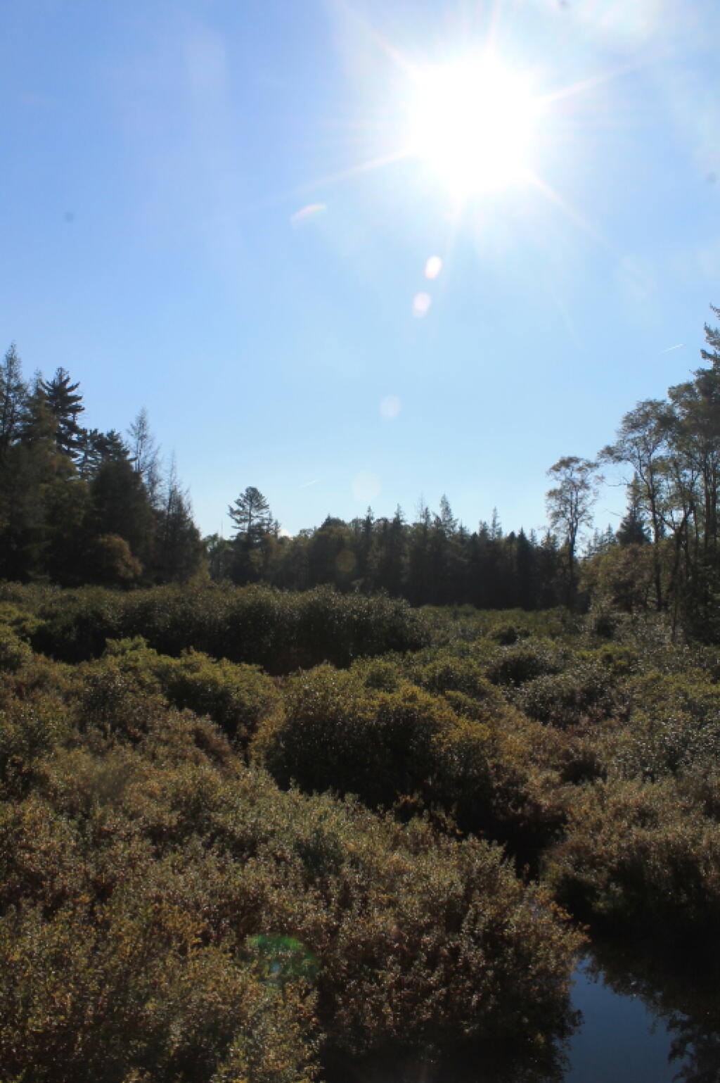 Photo: Falls Pond Outlet Photo: Falls Pond Outlet