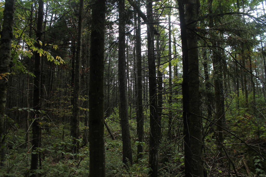 Photo: Dense Woods Photo: Dense Woods