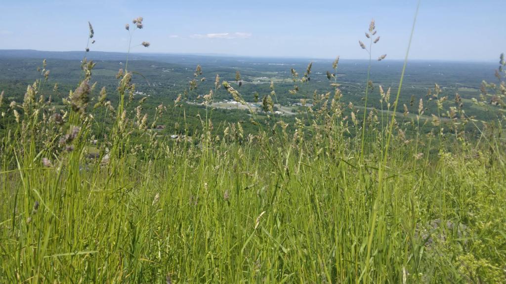 Photo: Altamont Photo: Altamont
