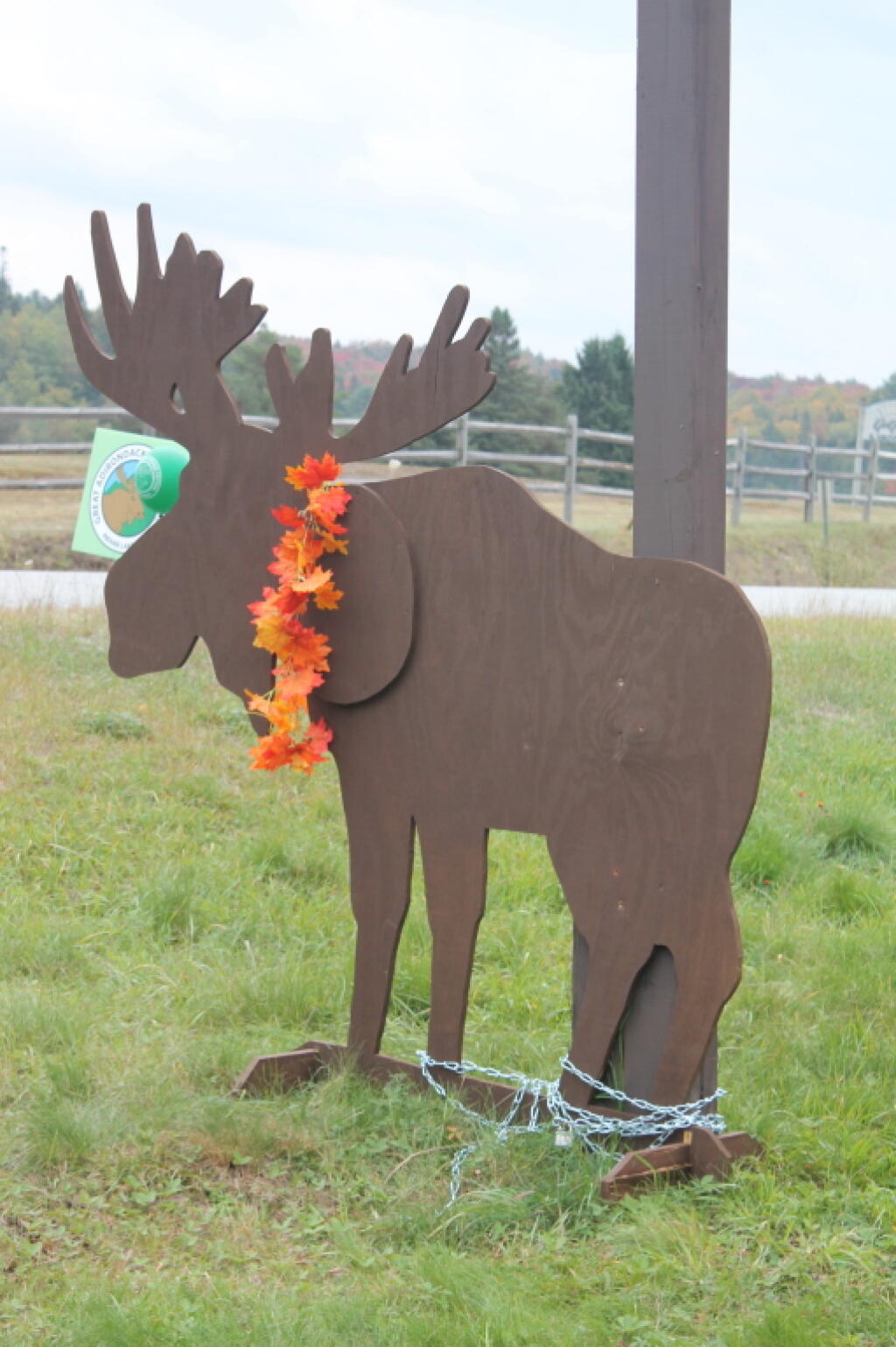 Photo: Moose in Indian Lake Photo: Moose in Indian Lake