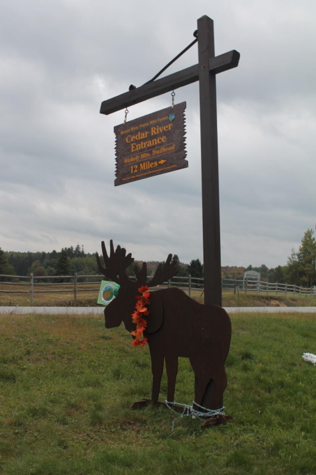 Photo: Moose at Moose River Plains Photo: Moose at Moose River Plains