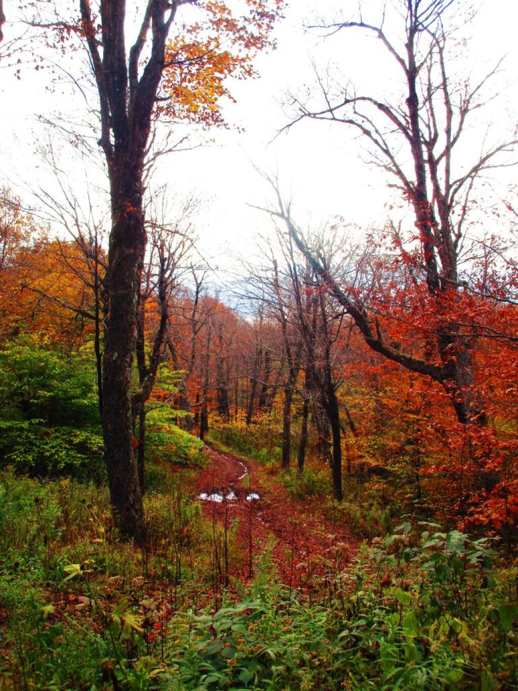 Photo: Colors were Fading on the Western Side of Bearpen Photo: Colors were Fading on the Western Side of Bearpen