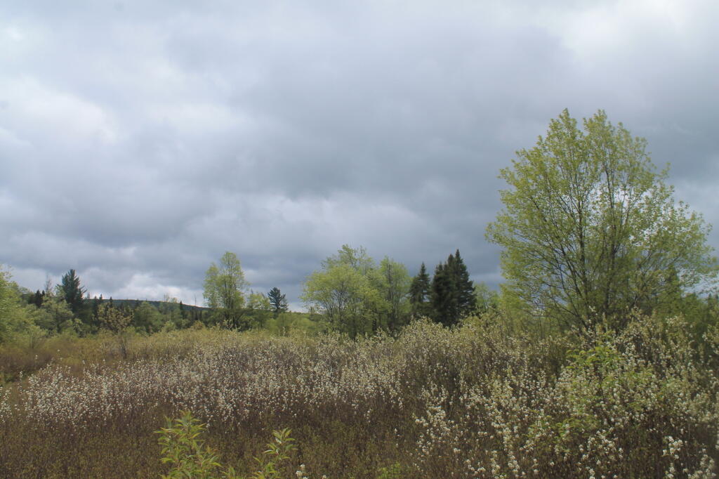 Photo: Rainy spring day at Moose Plains Photo: Rainy spring day at Moose Plains