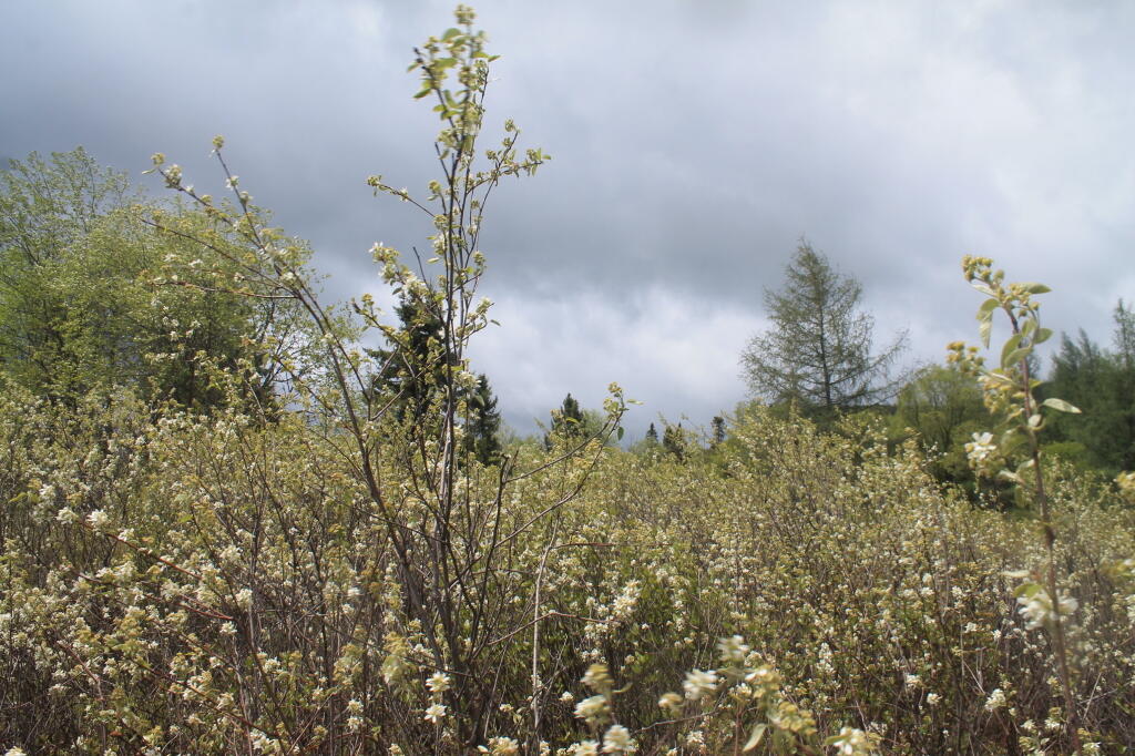 Photo: Springtime in the Plains Photo: Springtime in the Plains