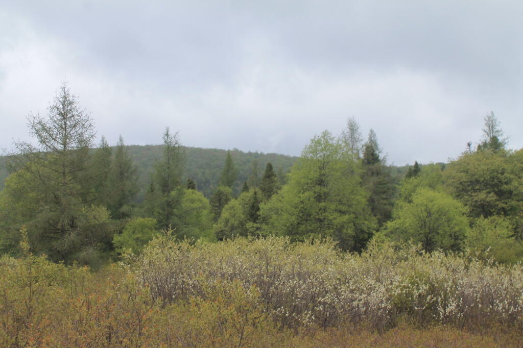 Photo: Mitchell Ponds Mountain Photo: Mitchell Ponds Mountain