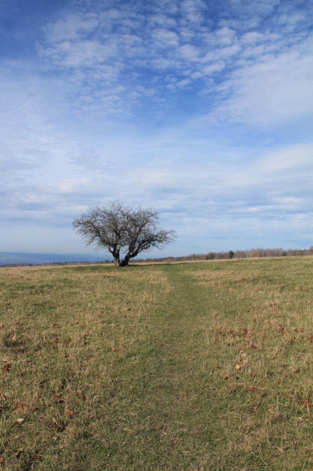 Photo: Lone Tree Photo: Lone Tree
