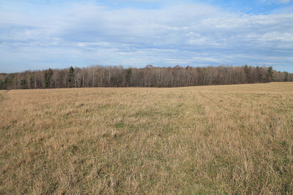 Photo: Edge of the Field Photo: Edge of the Field