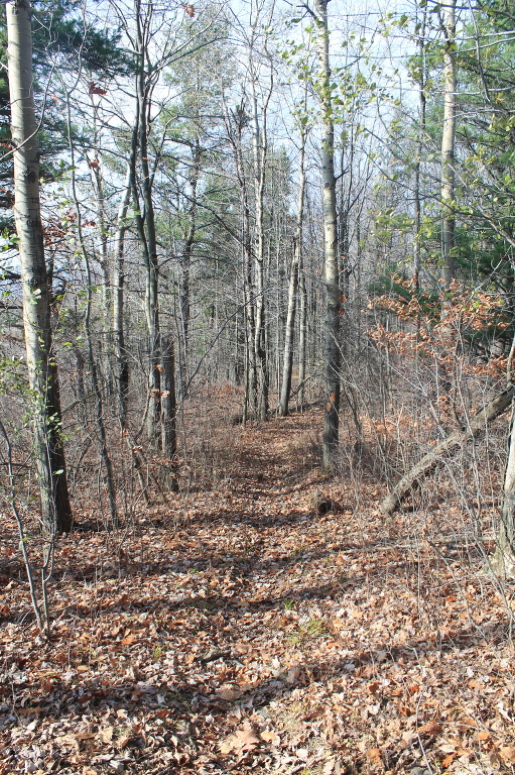 Photo: Interloken Trail in the Woods Photo: Interloken Trail in the Woods