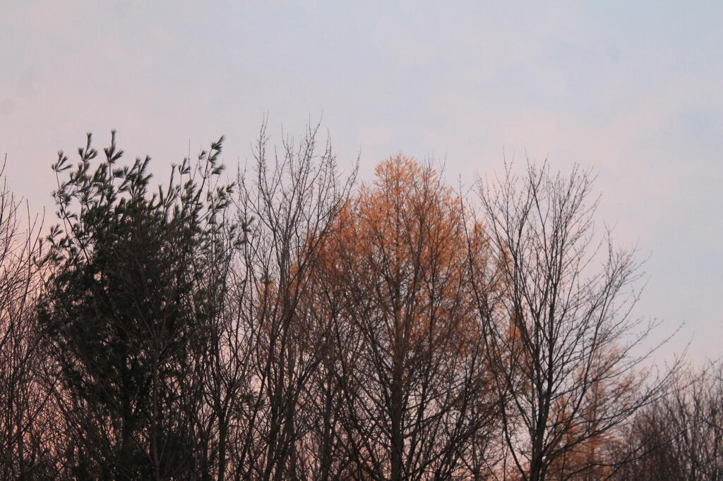 Photo: Trees Photo: Trees