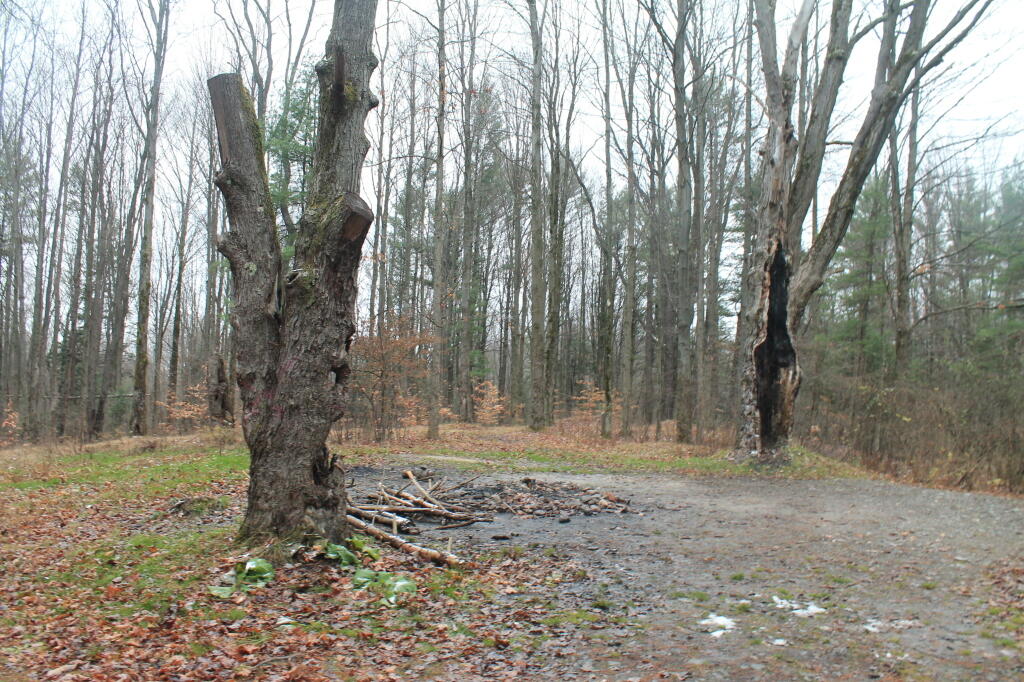 Photo: Cold Wet Morning at East Otto State Forest Photo: Cold Wet Morning at East Otto State Forest