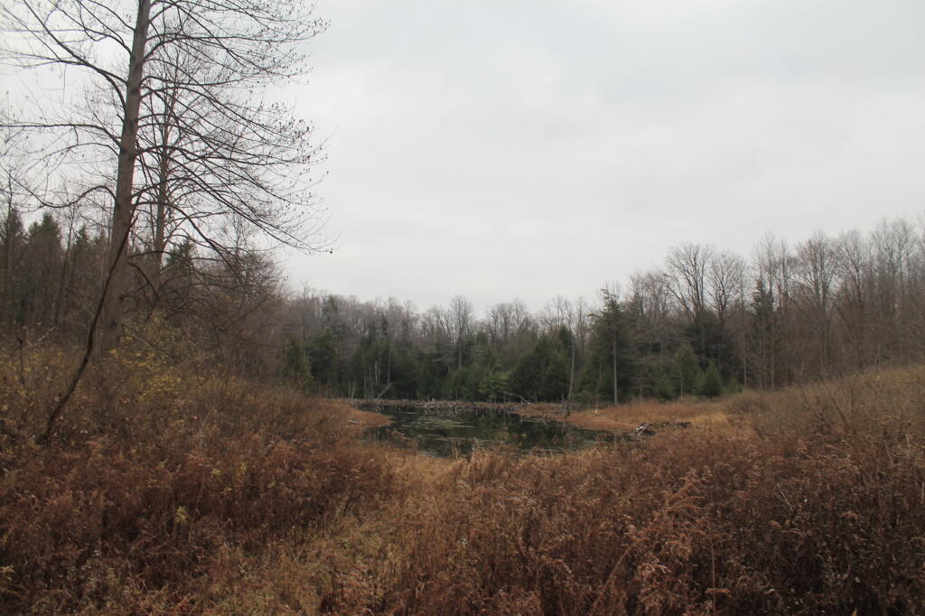 Photo: Wetlands Photo: Wetlands