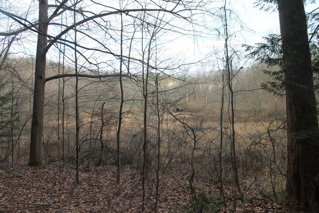 Photo: Wetlands Inside Zoar Valely Photo: Wetlands Inside Zoar Valely