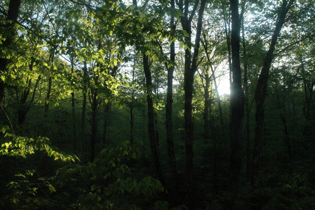 Photo: Sun Peaking Out Photo: Sun Peaking Out