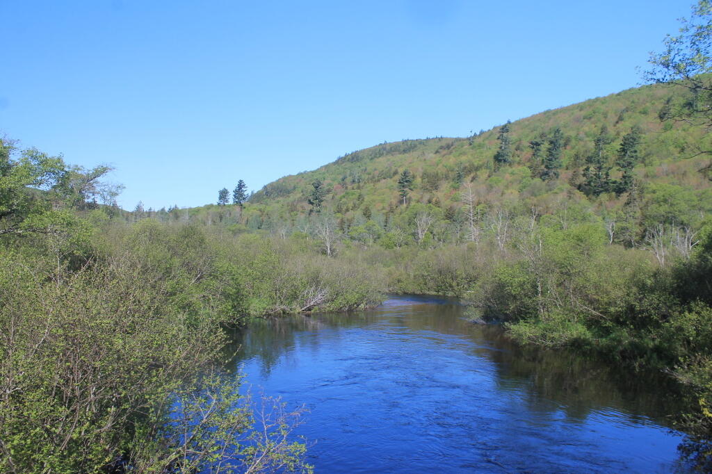 Photo: Summer Stream Photo: Summer Stream