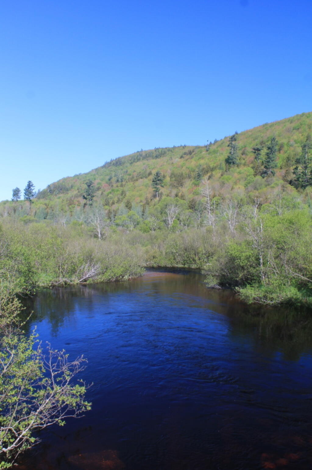 Photo: Deep Blue Skies over Summer Stream Photo: Deep Blue Skies over Summer Stream