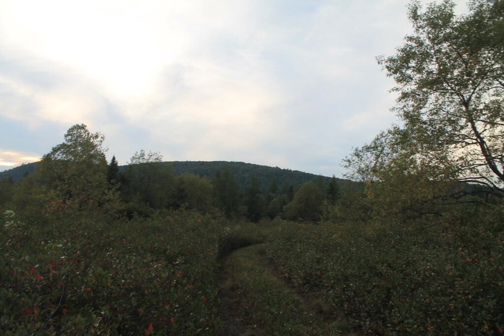 Photo: Walk in the Plains Photo: Walk in the Plains