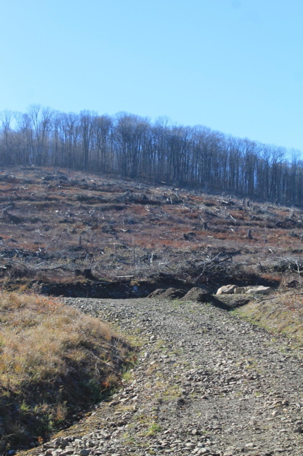 Photo: Salavage Cut from the Great Valley Tornado Photo: Salavage Cut from the Great Valley Tornado
