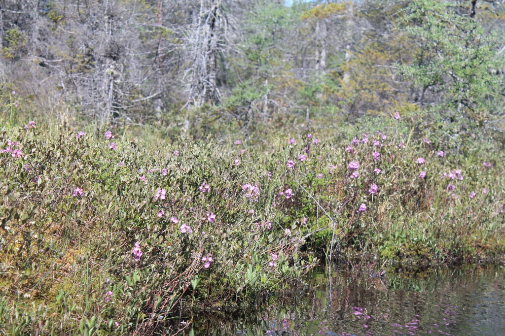 Photo: Rhodora Photo: Rhodora