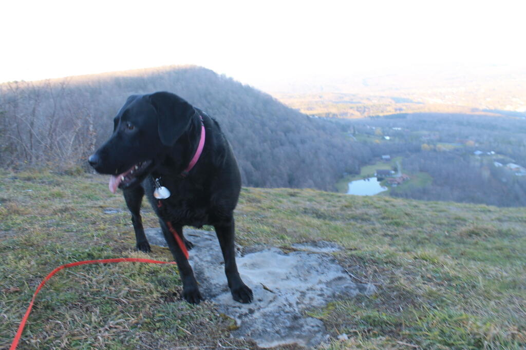 Photo: Dog -- Look at the Camera Photo: Dog -- Look at the Camera