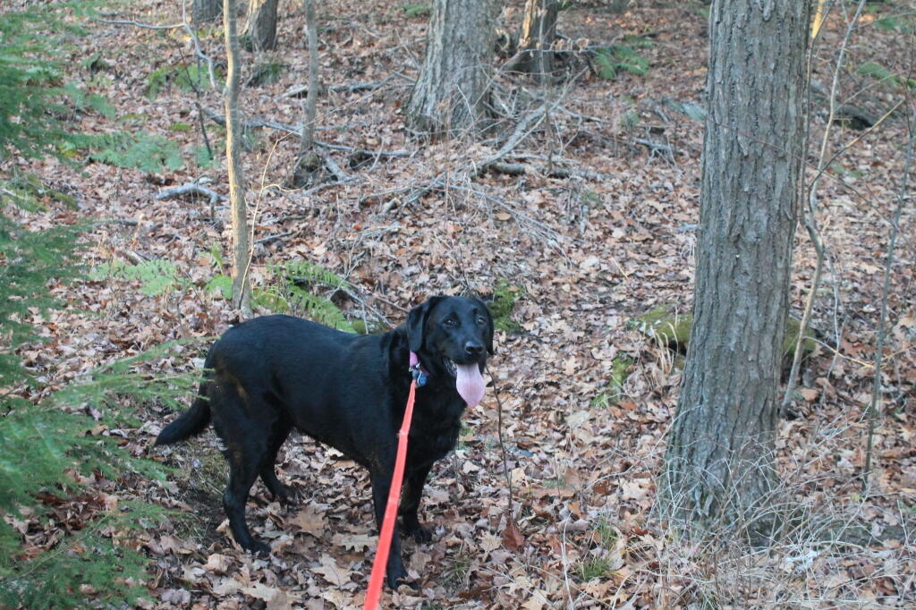 Photo: Waiting in Woods