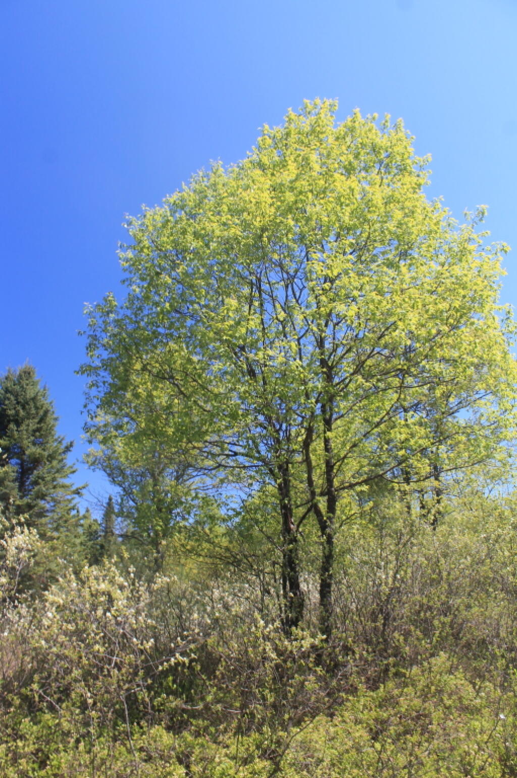 Photo: Blue Skies Photo: Blue Skies