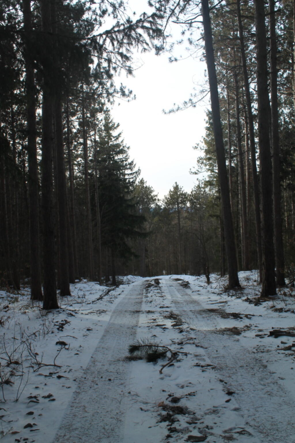 Photo: Icy Cotton Hill Truck Trail Photo: Icy Cotton Hill Truck Trail