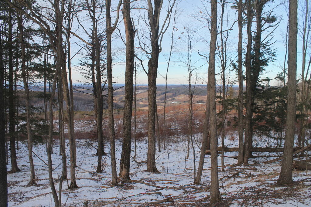 Photo: Out Towards the Clearcut Photo: Out Towards the Clearcut