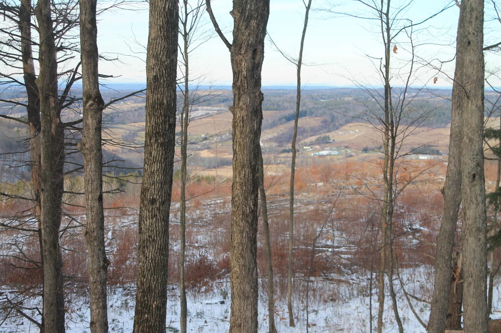 Photo: Edge of the Woods Photo: Edge of the Woods