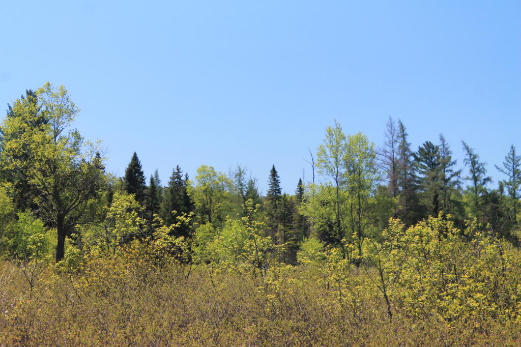Photo: Spring at Moose Plains Photo: Spring at Moose Plains