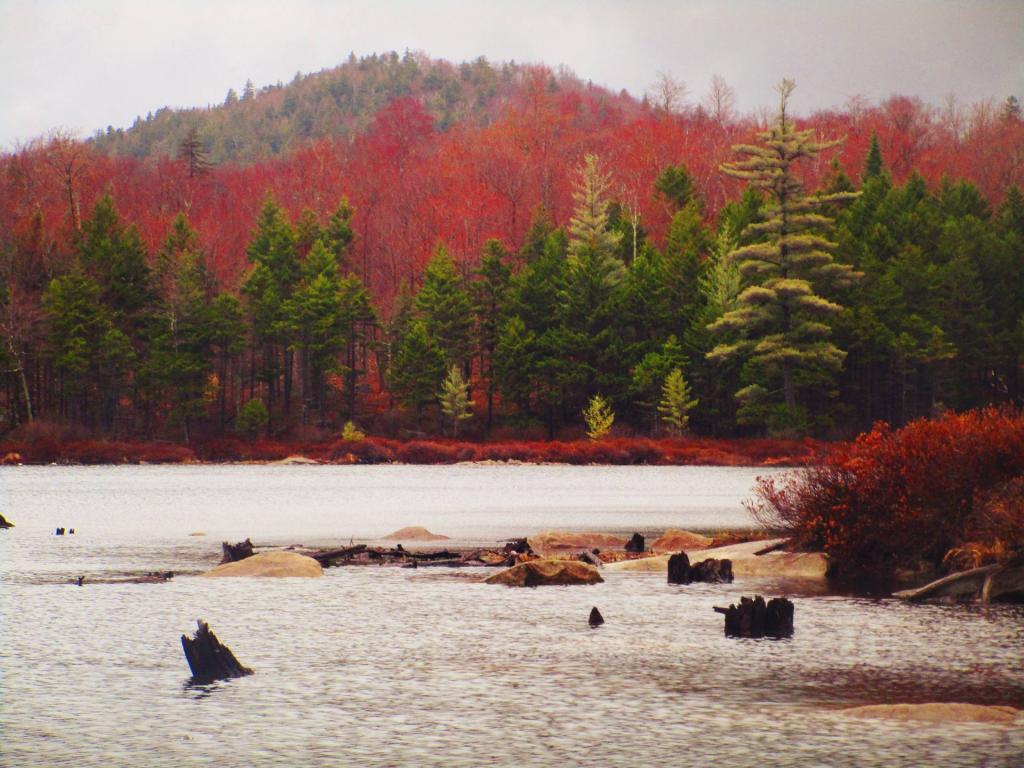 Photo: Rainy Day at Eagle Pond Photo: Rainy Day at Eagle Pond