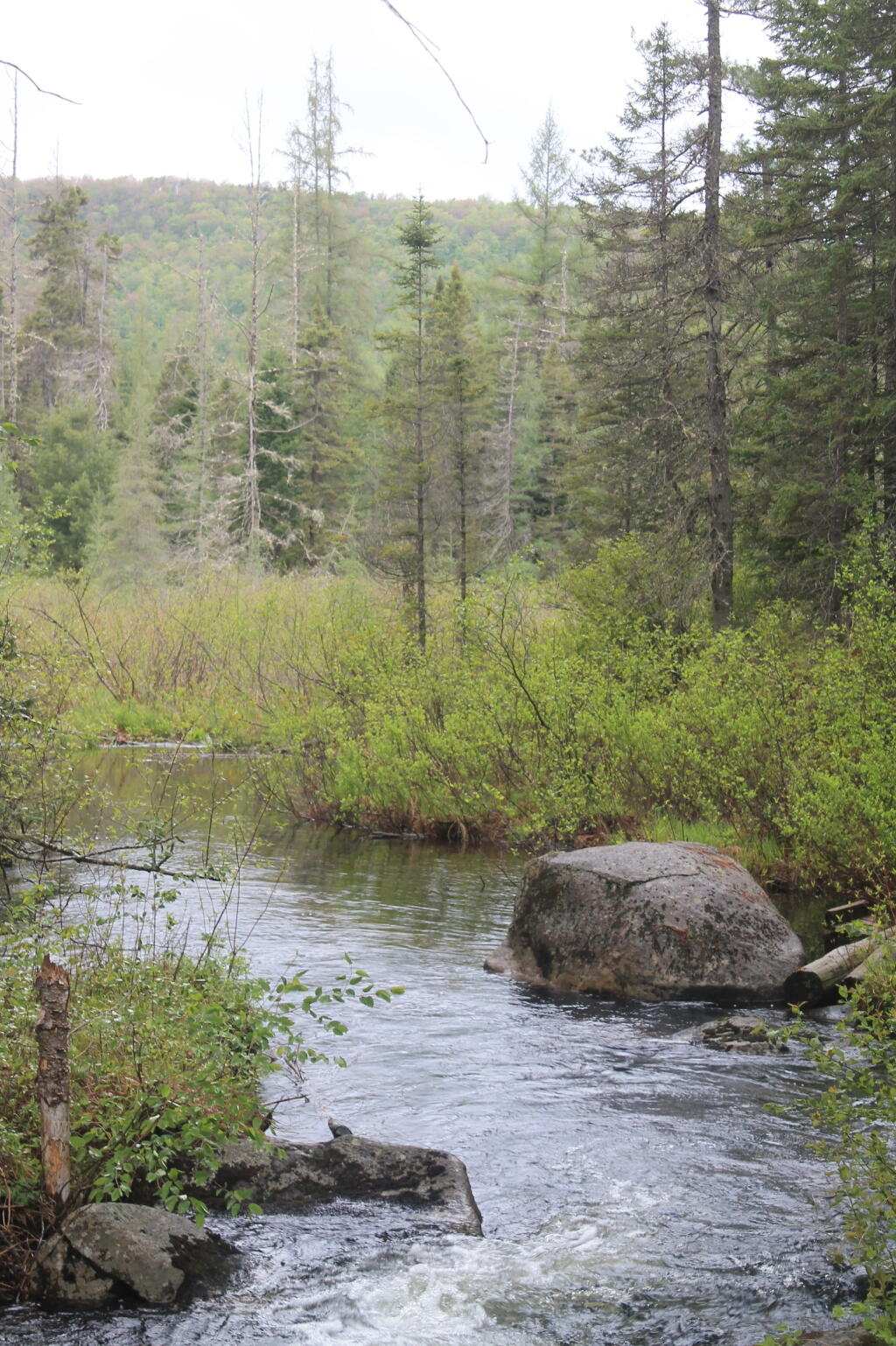 Photo: Wetland Along Upper Mitchells Pond Trail Photo: Wetland Along Upper Mitchells Pond Trail