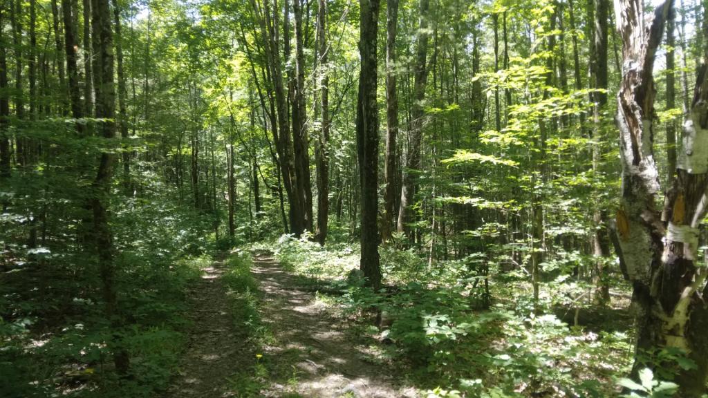 Photo: Walking along the woods road Photo: Walking along the woods road