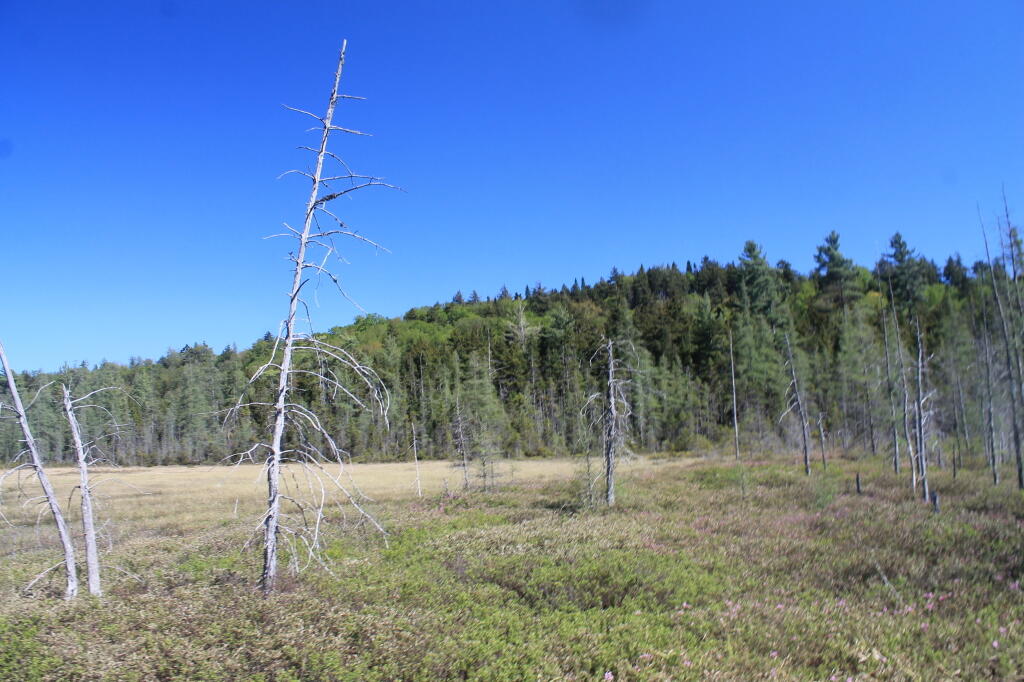 Photo: Ferd's Bog Photo: Ferd's Bog