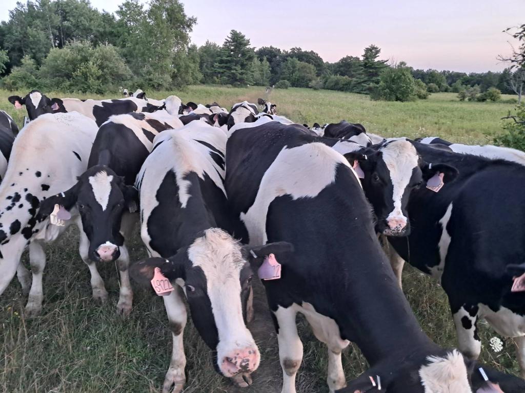 Photo: Cows! Photo: Cows!