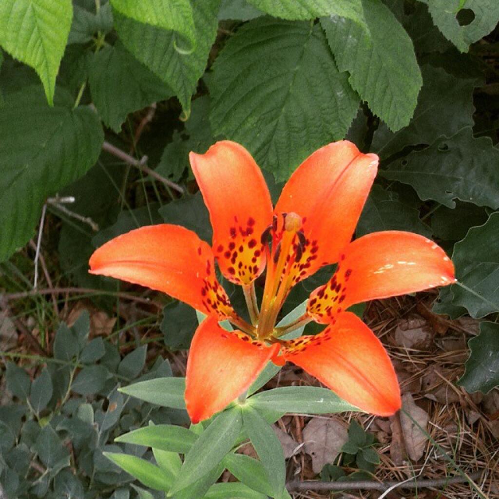 Photo: Wood Lilly Photo: Wood Lilly
