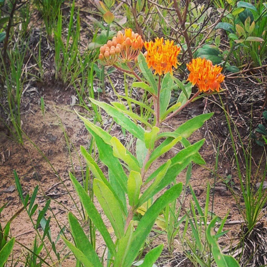 Photo: Butterfly milkweed Photo: Butterfly milkweed