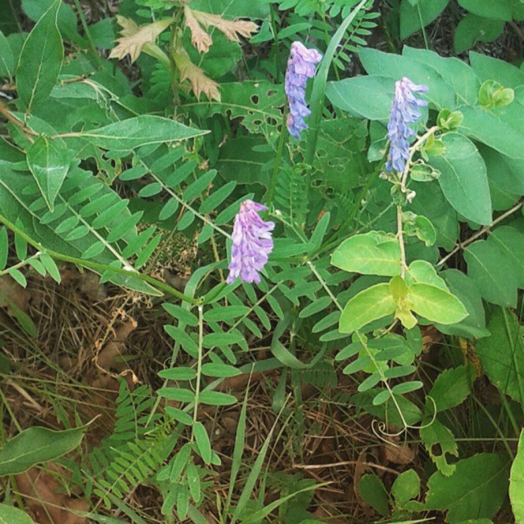 Photo: Goat's Rue Photo: Goat's Rue