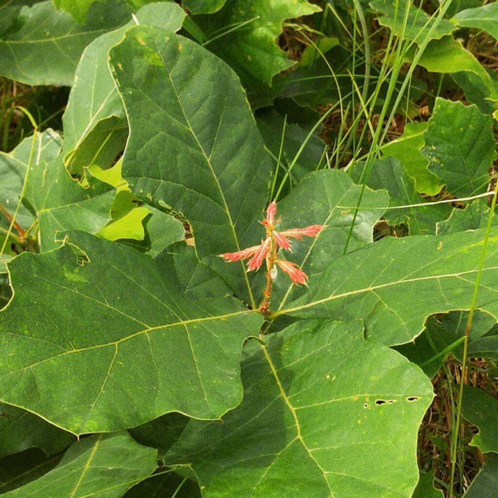Photo: Scrub oak sprouting Photo: Scrub oak sprouting