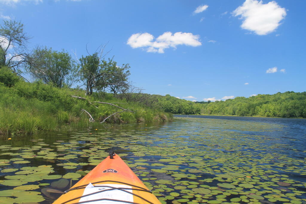 Photo: Pond Lillies Photo: Pond Lillies