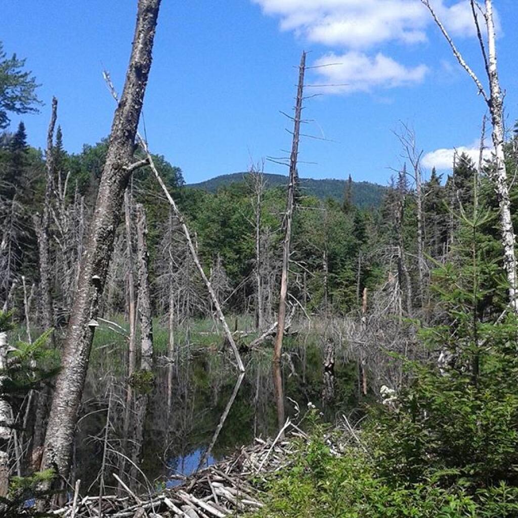 Photo: Beaver Swamp Photo: Beaver Swamp